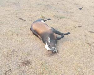 Mueren más de 70 cabezas de ganado en Moloacán por intoxicación con alimento