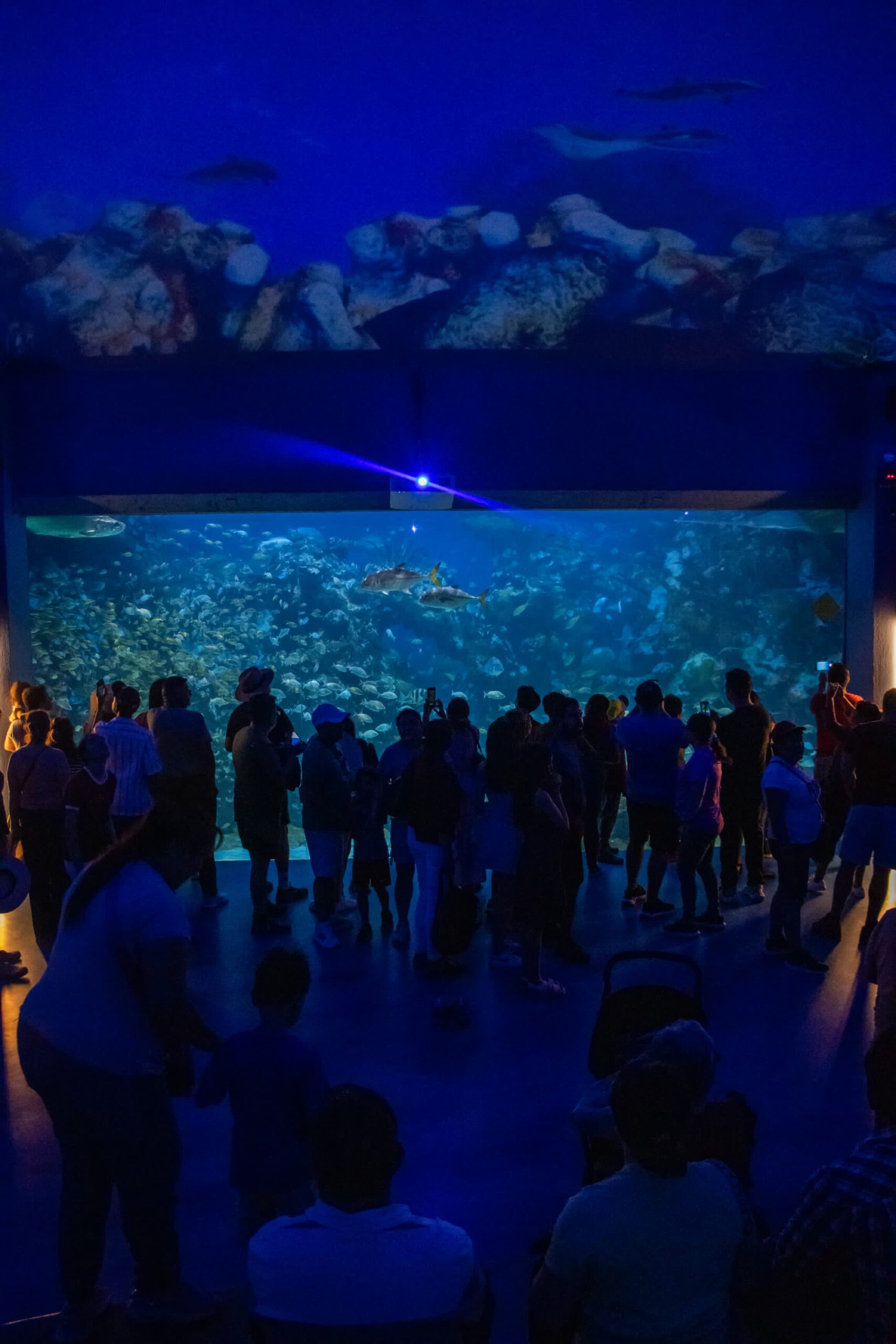 Récord de visitantes en Aquarium del Puerto de Veracruz durante Semana Santa