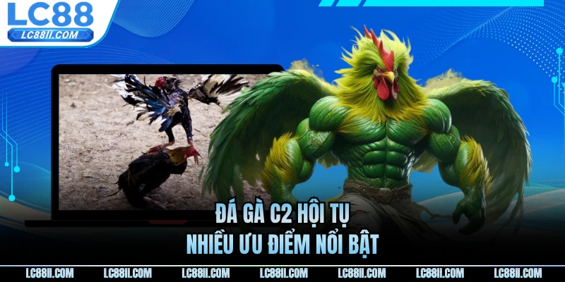 Đá gà c2 hội tụ nhiều ưu điểm nổi bật