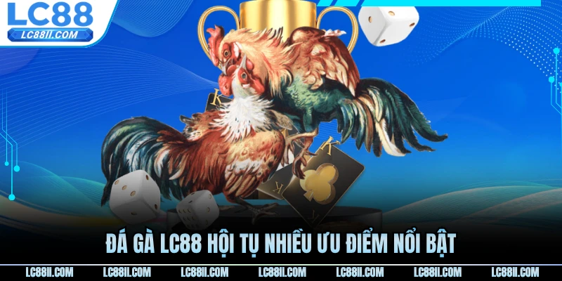Đá gà LC88 hội tụ nhiều ưu điểm nổi bật